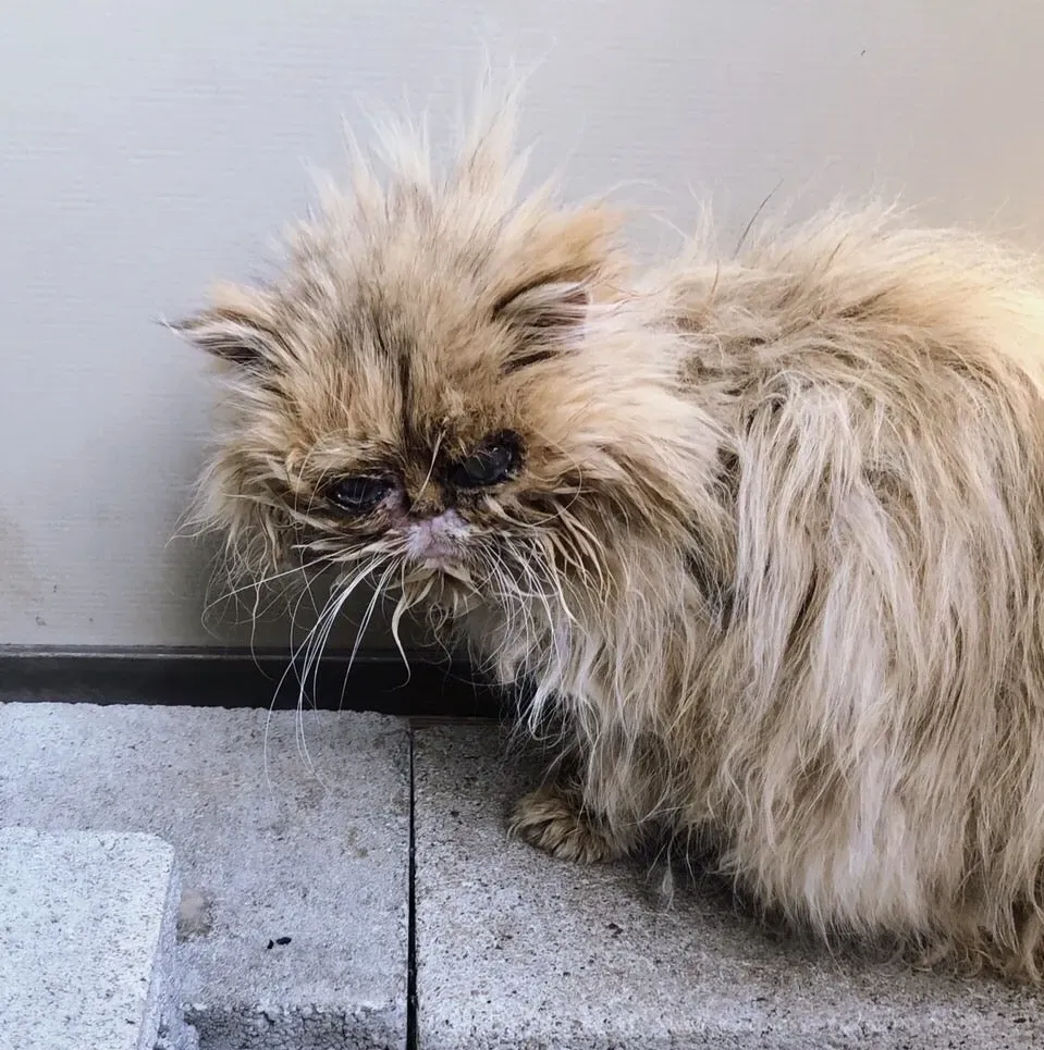 ペルシャ 猫 ブリーダー 崩壊：悲劇を乗り越えた猫たちの今